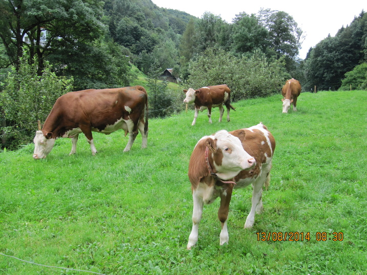 3%20K%C3%BChe%20mit%20Kalb_gut.JPG